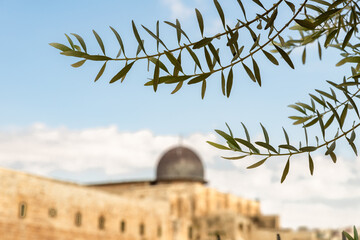 Branch with  leaves of an olive tree against the background of the Al Aqsa Mosque and the walls of the Temple Mount in the Old city of Jerusalem in Israel