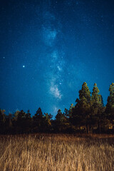 Night Grain field and trees with Milky Way on the background