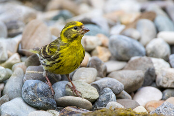 Girlitz (Serinus serinus) Männchen