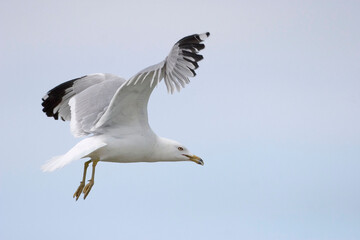 Ring billed Gull, Larus delawarensis, in flight