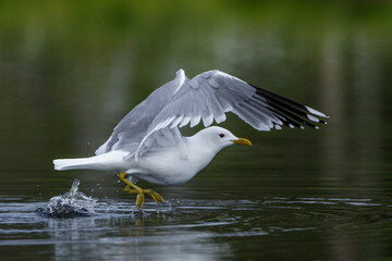 Sturmmöwe (Larus canus)