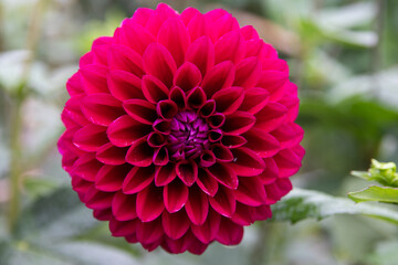 綺麗に咲くダリアの花 日本 にっぽん