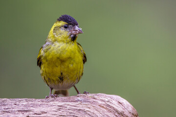 Zeisig (Carduelis spinus) Männchen