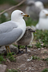 Vertical of Ring billed Gull, Larus delawarensis, adult and chick