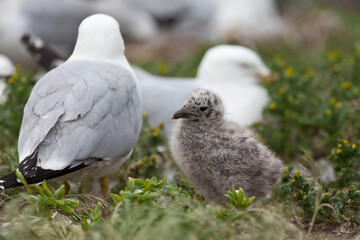 Ring billed Gull, Larus delawarensis, close view of chick