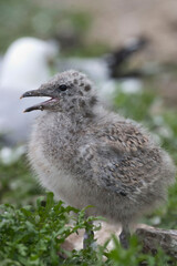 Vertical view of Ring billed Gull, Larus delawarensis, chick