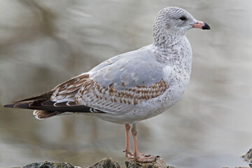 Ring billed Gull, Larus delawarensis, close side view