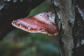 mushroom clinging to a tree stump in the forest