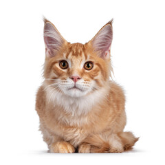 Handsome red (orange) Maine Coon cat kitten, laying down facing front. Looking towards camera. Isolated on white background.