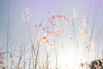 Blurred background in winter with beautiful blue-white tone grass flowers.