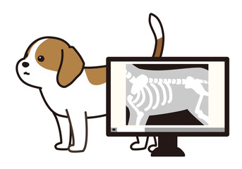 レントゲン写真と犬　ビーグル犬　動物病院