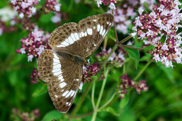 Kleiner Eisvogel (Limenitis camilla)