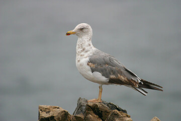Yellow-legged Gull, Larus michahellis, perched on rock