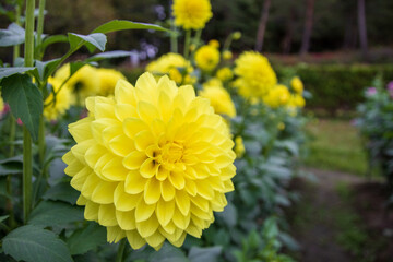 綺麗に咲くダリアの花 光の矢