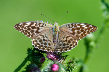 Kaisermantel (Argynnis f. valesina) Weibchen