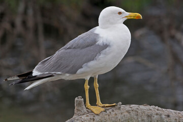 Yellow-legged Gull, Larus michahellis, side view