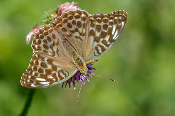 Kaisermantel (Argynnis f. valesina) Weibchen