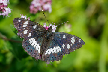 Blauschwarzer Eisvogel (Limenitis reducta)