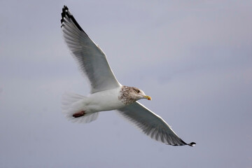 Fototapeta na wymiar American Herring Gull, Larus smithsonianus, flying