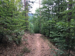 Waldweg mit roter Erde bei Elmstein im Biosphärenreservat Pfälzerwald
