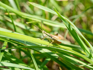 green grasshopper in the grass close-up. macro photo of an insect