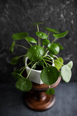 Pilea peperomioides. Chinese money tree in a white pot on a high wooden stand. Home plants in interiors.
