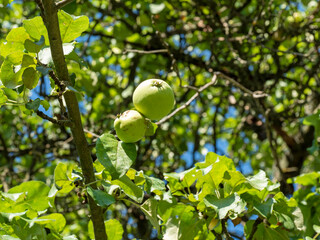 a green Apple hangs on a tree branch on a bright Sunny summer day