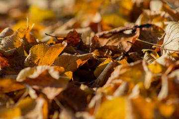 feuille d'automne jaune