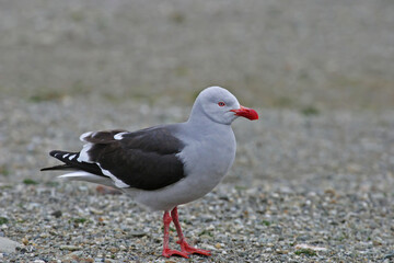 Fototapeta premium Dolphin Gull, Leucophaeus scoresbii, on beach