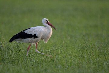 Cigogne blanche