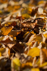 feuille d'automne jaune