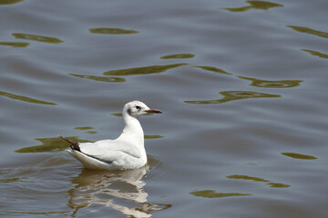 Gray-headed Gull, Chroicocephalus cirrocephalus, on water