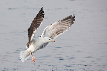 Fototapeta na wymiar Great Black-backed Gull, Larus marinus, landing on water