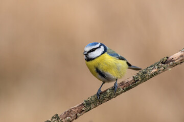 Mésange bleue