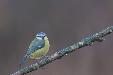 Mésange bleue