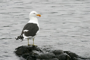 Kelp Gull, Larus dominicanus, by the water