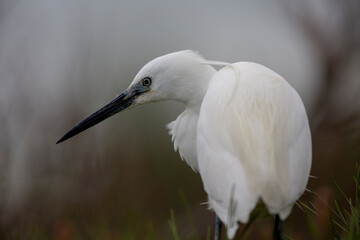 Aigrette garzette Egretta garzetta