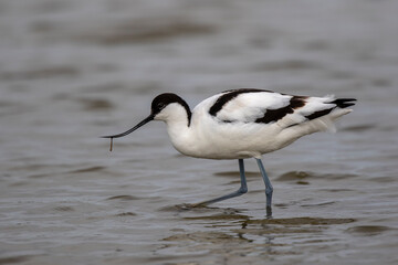 Avocette élégante