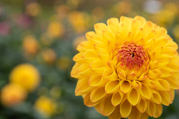 綺麗に咲くダリアの花 マーマレード