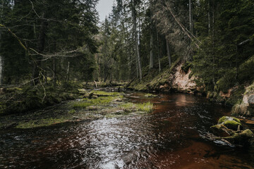 river in the forest