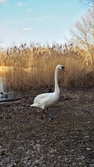 White swan walking on the leaves next to the lake.