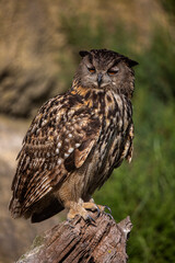 Hibou grand-duc