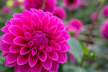 綺麗に咲くダリアの花 ミッチャン