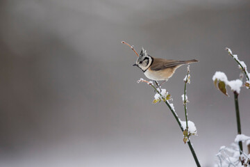 Mésange huppée