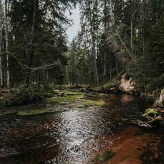 river in the forest