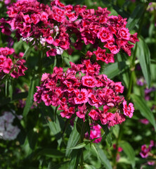 Bartnelke, Dianthus barbatus