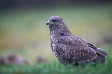 Buse variable