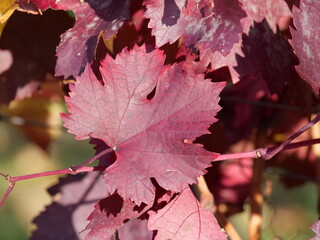 red autumn leaves