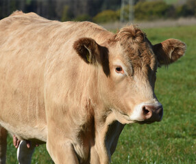 Aquitaine; Rinder; Rind; Kalb