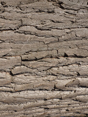 bark structure of a tree texture